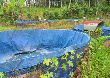 Budi daya Ikan di Desa Malingping Selatan tak berdaya