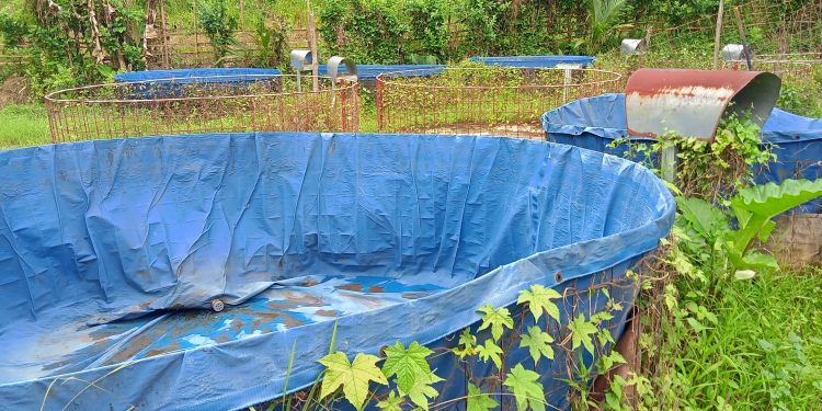 Budi daya Ikan di Desa Malingping Selatan tak berdaya