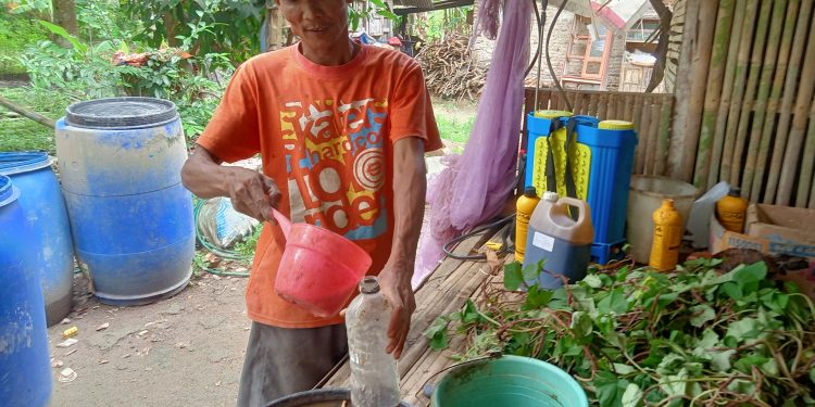 Air kencing Kelinci disulap jadi Pupuk Organik