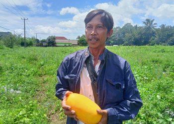 Petani Timun Suri di Kab Serang cuan 700 ribu perhari