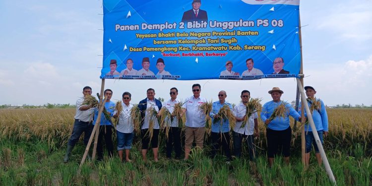Padi Demplot 2 Dipanen, YBBN Banten Optimis Bisa Penuhi Program MBG