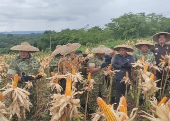 Batalyon Infanteri  Panen Jagung Di Kabupaten Lebak