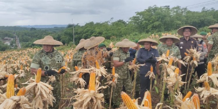 Batalyon Infanteri Panen Jagung Di Kabupaten Lebak