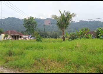 Dugaan Penebangan Pohon di Gunung Kaupas Kabupaten Serang