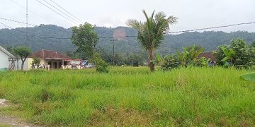 Dugaan Penebangan Pohon di Gunung Kaupas Kabupaten Serang