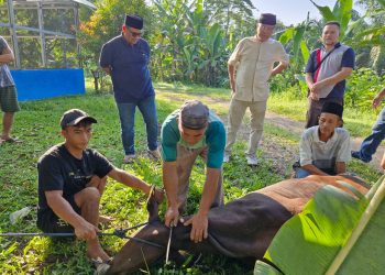Idul Adha 1447 Hijriah,UNMA Potong Hewan Kurban