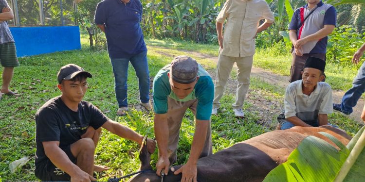 Idul Adha 1447 Hijriah,UNMA Potong Hewan Kurban